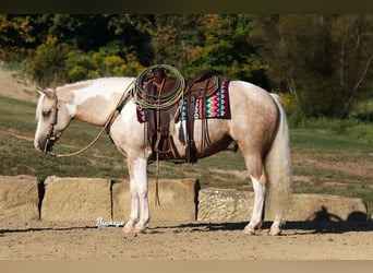 Paint Horse Mix, Castrone, 5 Anni, 145 cm, Pezzato