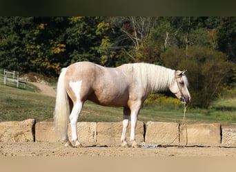 Paint Horse Mix, Castrone, 5 Anni, 145 cm, Pezzato