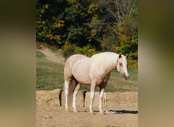 Paint Horse Mix, Castrone, 5 Anni, 145 cm, Pezzato