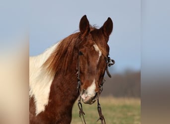 Paint Horse, Castrone, 5 Anni, 145 cm, Sauro scuro