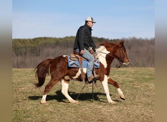 Paint Horse, Castrone, 5 Anni, 145 cm, Sauro scuro