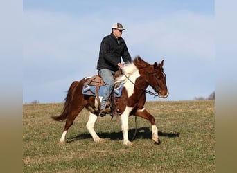 Paint Horse, Castrone, 5 Anni, 145 cm, Sauro scuro