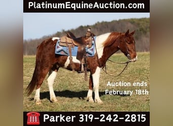 Paint Horse, Castrone, 5 Anni, 145 cm, Sauro scuro