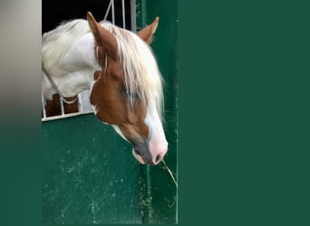 Paint Horse, Castrone, 5 Anni, 145 cm, Tobiano-tutti i colori