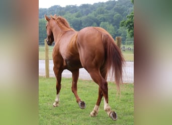Paint Horse, Castrone, 5 Anni, 147 cm, Sauro ciliegia