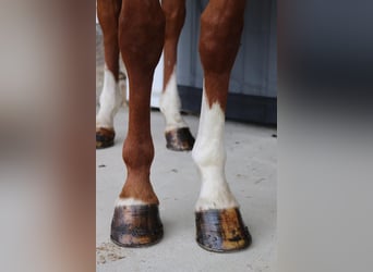 Paint Horse, Castrone, 5 Anni, 147 cm, Sauro ciliegia