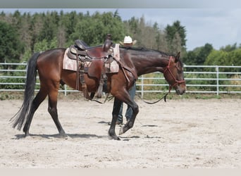 Paint Horse, Castrone, 5 Anni, 150 cm, Baio scuro