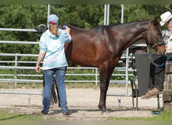 Paint Horse, Castrone, 5 Anni, 150 cm, Baio scuro