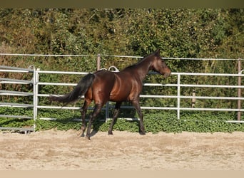 Paint Horse, Castrone, 5 Anni, 150 cm, Baio scuro