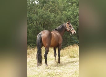 Paint Horse, Castrone, 5 Anni, 150 cm, Baio scuro