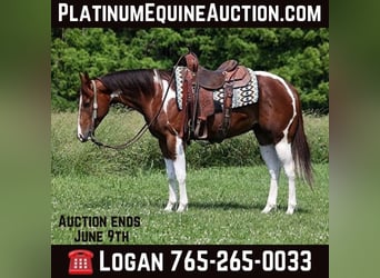 Paint Horse, Castrone, 5 Anni, 152 cm, Sauro scuro