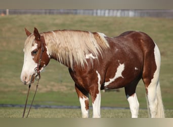 Paint Horse, Castrone, 5 Anni, 152 cm, Tobiano-tutti i colori