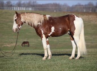 Paint Horse, Castrone, 5 Anni, 152 cm, Tobiano-tutti i colori