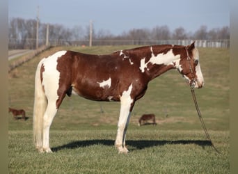 Paint Horse, Castrone, 5 Anni, 152 cm, Tobiano-tutti i colori