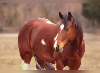 Paint Horse, Castrone, 5 Anni, 152 cm, Tobiano-tutti i colori