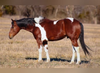 Paint Horse, Castrone, 5 Anni, 152 cm, Tobiano-tutti i colori