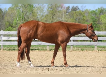 Paint Horse, Castrone, 5 Anni, 155 cm, Sauro ciliegia