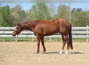 Paint Horse, Castrone, 5 Anni, 155 cm, Sauro ciliegia