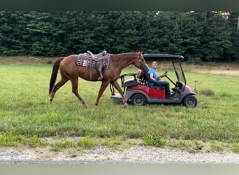 Paint Horse, Castrone, 5 Anni, 157 cm, Sauro scuro