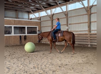 Paint Horse, Castrone, 5 Anni, 157 cm, Sauro scuro