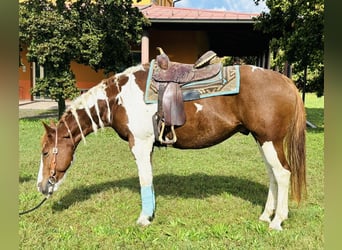 Paint Horse, Castrone, 5 Anni, 158 cm