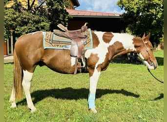 Paint Horse, Castrone, 5 Anni, 158 cm