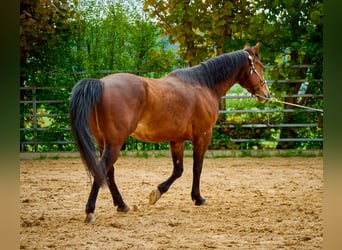 Paint Horse, Castrone, 6 Anni, 147 cm, Overo-tutti i colori