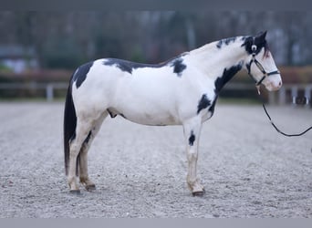 Paint Horse, Castrone, 6 Anni, 150 cm, Overo-tutti i colori