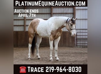 Paint Horse, Castrone, 6 Anni, 152 cm, Pelle di daino