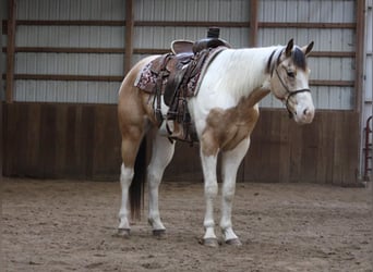 Paint Horse, Castrone, 6 Anni, 152 cm, Pelle di daino