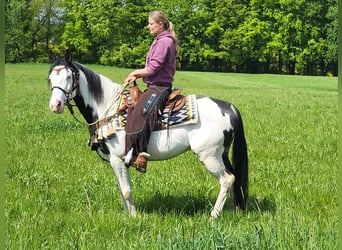 Paint Horse, Castrone, 6 Anni, 152 cm, Pezzato