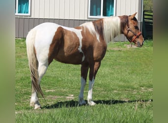 Paint Horse, Castrone, 6 Anni, 152 cm, Pezzato