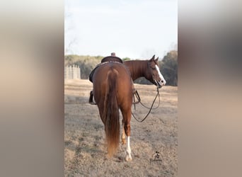 Paint Horse, Castrone, 6 Anni, 152 cm, Sauro ciliegia
