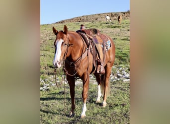 Paint Horse, Castrone, 6 Anni, 152 cm, Sauro ciliegia