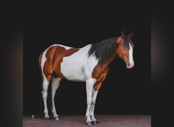 Paint Horse, Castrone, 6 Anni, 152 cm, Sauro scuro
