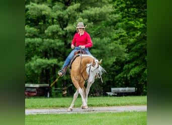 Paint Horse, Castrone, 6 Anni, 160 cm, Palomino