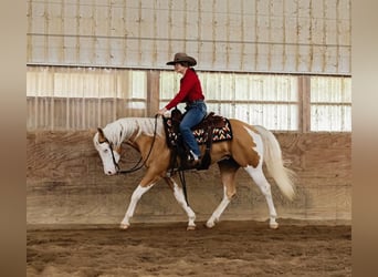 Paint Horse, Castrone, 6 Anni, 160 cm, Palomino