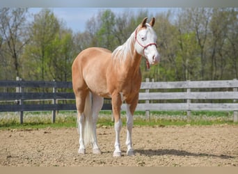 Paint Horse, Castrone, 6 Anni, 160 cm, Palomino