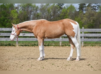 Paint Horse, Castrone, 6 Anni, 160 cm, Palomino