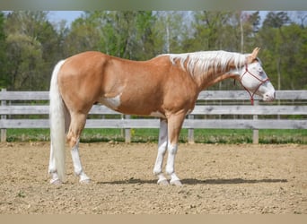 Paint Horse, Castrone, 6 Anni, 160 cm, Palomino
