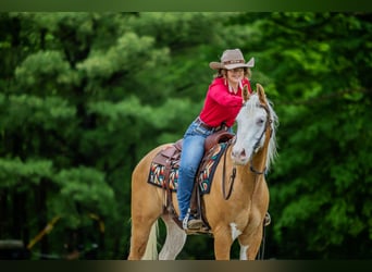 Paint Horse, Castrone, 6 Anni, 160 cm, Palomino