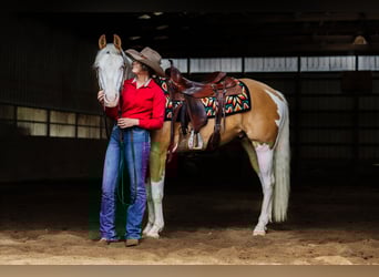 Paint Horse, Castrone, 6 Anni, 160 cm, Palomino