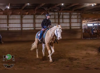 Paint Horse, Castrone, 6 Anni, 160 cm, Palomino