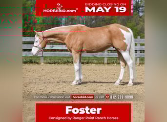 Paint Horse, Castrone, 6 Anni, 160 cm, Palomino