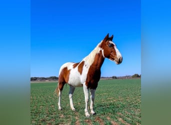 Paint Horse, Castrone, 7 Anni, 132 cm, Tobiano-tutti i colori