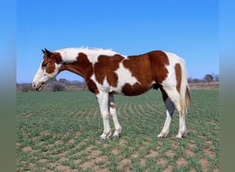 Paint Horse, Castrone, 7 Anni, 132 cm, Tobiano-tutti i colori