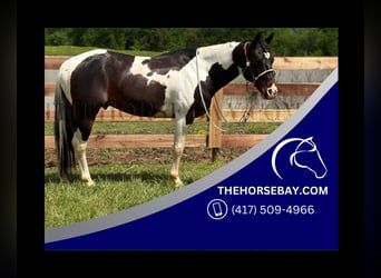 Paint Horse, Castrone, 7 Anni, 147 cm, Baio ciliegia