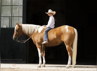 Paint Horse, Castrone, 7 Anni, 150 cm, Pezzato