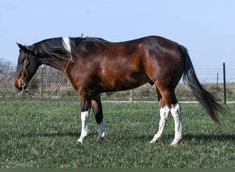 Paint Horse, Castrone, 7 Anni, 152 cm, Baio ciliegia