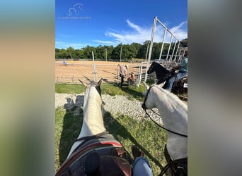 Paint Horse, Castrone, 7 Anni, 152 cm, Grullo